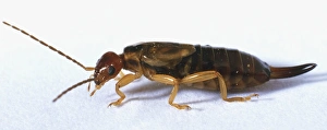 European earwig (Forficula auricularia), side view European earwig (Forficula auricularia), side view