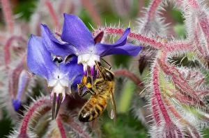 European Honey Bee. Apis Mellifera. Borago officinalis. Boraginaceae European Honey Bee. Apis Mellifera. Borago officinalis. Boraginaceae