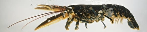 European Lobster (Homarus gammarus), side view European Lobster (Homarus gammarus), side view