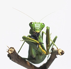 European Mantis or Praying Mantis (Mantis religiosa) feeding on black insect, front vie European Mantis or Praying Mantis (Mantis religiosa) feeding on black insect, front vie