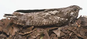 European nightjar (Caprimulgus europaeus), brown bird camouflaged against brown dry leaves European nightjar (Caprimulgus europaeus), brown bird camouflaged against brown dry leaves
