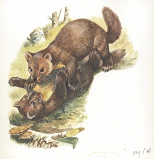 European Pine Martens Martes martes fighting, illustration
