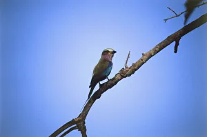 European Roller, Coracias garrulus, perching on treetop branch European Roller, Coracias garrulus, perching on treetop branch