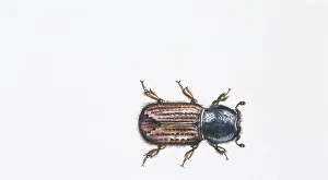 European Spruce Bark Beetle (Ips typographus), illustration European Spruce Bark Beetle (Ips typographus), illustration