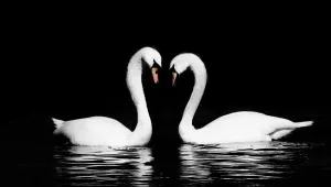 Swan Swan (Evolve) Print