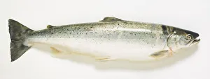 <b class=qtipBold><figcaption>Example of an Atlantic salmon</figcaption></b><br>Example of an Atlantic salmon.<br><em>© Dorling Kindersley/UIG</em> Example of an Atlantic salmon