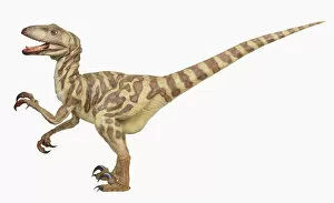 Prehistoric Animals Gallery: External features of Deinonychus: Side view of dinosaur with mouth open and tail extended