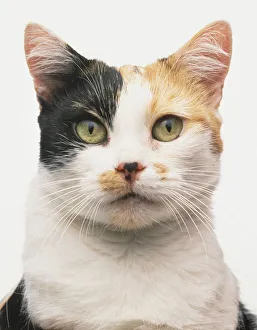 Face of a tortoiseshell and white Manx Cat (Felis catus) Face of a tortoiseshell and white Manx Cat (Felis catus)