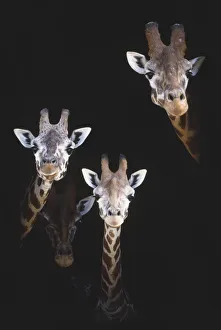 Faces of three Giraffes (Giraffa camelopardalis) peeking out of barn door Faces of three Giraffes (Giraffa camelopardalis) peeking out of barn door
