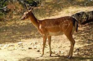 <b class=qtipBold><figcaption>Fallow Deer. Dama Dama</figcaption></b><br><em>© Marka/Universal Images Group</em> Fallow Deer. Dama Dama