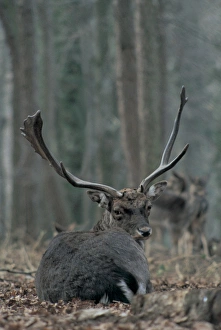 Fallow Deers. Foresta Umbra. Gargano. Italy Fallow Deers. Foresta Umbra. Gargano. Italy
