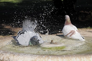 <b class=qtipBold><figcaption>Family Guide Rome</figcaption></b><br>Italy, Lazio, Rome, Celian Hill, Parco Celio, pigeons enjoying a bath<br><em>© A</em> Family Guide Rome