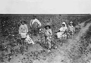 <b class=qtipBold><figcaption>Family Picking Cotton</figcaption></b><br>Geronimo, Oklahoma: October 10, 1916 A family picking cotton on 20 acres they rent in Comanche County. The 5 and 6-year old pick 20 to 25 pounds of cotton a day, and the 3-year old is learning to pick. They give 1/4 of the cotton for rent, and 1/3 of of the corn.<br><em>© Underwood Archives/UIG</em> Family Picking Cotton