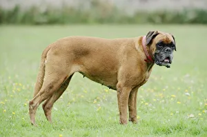 Female Boxer Dog Print: Outdoors Art Prints, Posters