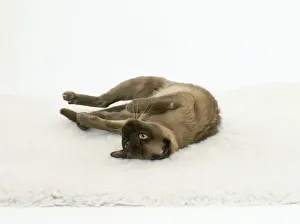 Female cat lying on side, paws outstretched Female cat lying on side, paws outstretched