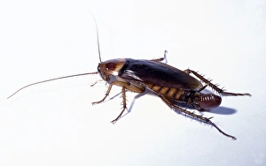 <b class=qtipBold><figcaption>Female Cockroach with egg purse</figcaption></b><br><em>© Dorling Kindersley/UIG</em> Female Cockroach with egg purse