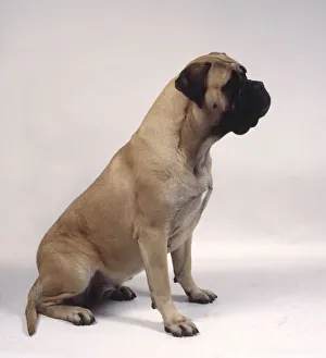 Female fawn Bullmastiff dog, sitting Female fawn Bullmastiff dog, sitting