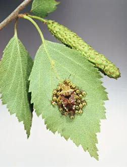 A female Shield Bug (Elasmucha grisea) perching on a leaf, surrounded by her young A female Shield Bug (Elasmucha grisea) perching on a leaf, surrounded by her young