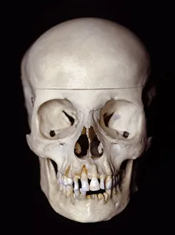 <b class=qtipBold><figcaption>Female skull, front view</figcaption></b><br><em>© Dorling Kindersley/UIG</em> Female skull, front view