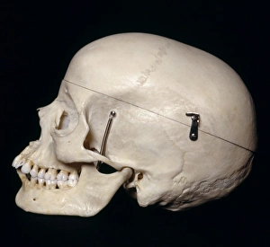 <b class=qtipBold><figcaption>Female skull, side view</figcaption></b><br><em>© Dorling Kindersley/UIG</em> Female skull, side view