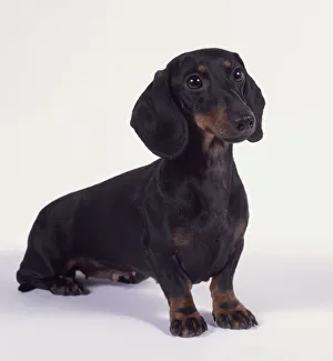 Female smooth-haired miniature Dachshund dog sitting Female smooth-haired miniature Dachshund dog sitting