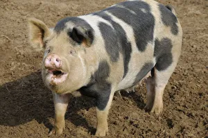 Female, spotted pig, looking up with mouth open, close-up Female, spotted pig, looking up with mouth open, close-up