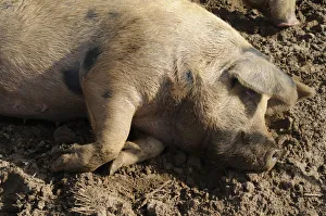 Female, spotted pig lying down on soil, close-up, side view Female, spotted pig lying down on soil, close-up, side view