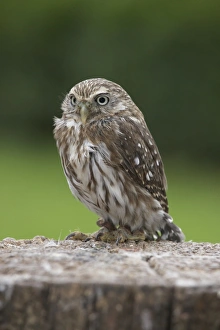 Ferruginous Pygmy Owl (Glaucidium brasilianum) perching on tree trunk Ferruginous Pygmy Owl (Glaucidium brasilianum) perching on tree trunk