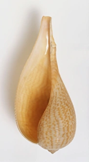 Ficus gracilis, underside view of Graceful Fig Shell, fragile large shell, long body Ficus gracilis, underside view of Graceful Fig Shell, fragile large shell, long body