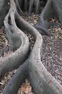 Fig tree exposed roots in Auckland, New Zealand