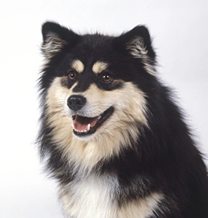 <b class=qtipBold><figcaption>Finnish lapphund, close-up</figcaption></b><br><em>© Dorling Kindersley/UIG</em> Finnish lapphund, close-up