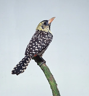 Fire tufted barbet bird - side view Fire tufted barbet bird - side view