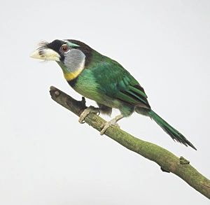 Fire-tufted Barbet (Psilopogon pyrolophus) perching on a branch, side view Fire-tufted Barbet (Psilopogon pyrolophus) perching on a branch, side view