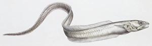 Fishes: Carapidae - Echiodon dentatus, illustration Fishes: Carapidae - Echiodon dentatus, illustration