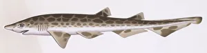 Fishes: Carcharhiniformes (ground sharks) Blackmouth catshark (Galeus melanostomus), illustration