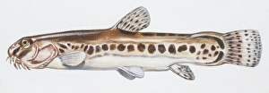 Fishes: Cypriniformes Cobitidae, Italian Loach (Sabanejewia larvata), illustration Fishes: Cypriniformes Cobitidae, Italian Loach (Sabanejewia larvata), illustration