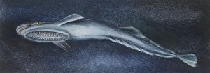Fishes: Echeneidae, Remora - Live sharksucker, (Echeneis naucrates), ill Fishes: Echeneidae, Remora - Live sharksucker, (Echeneis naucrates), ill