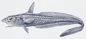 Fishes: Gadiformes Macrouroidei, coelorhynchus (Caelorinchus coelorhynchus), illustration Fishes: Gadiformes Macrouroidei, coelorhynchus (Caelorinchus coelorhynchus), illustration