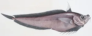 Fishes: Gadiformes Rhynchogadus hepaticus Fishes: Gadiformes Rhynchogadus hepaticus