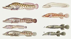 Fishes: Gobiesociformes Gobiesocidae, Shore clingfish (Lepadogaster lepadogaster) Fishes: Gobiesociformes Gobiesocidae, Shore clingfish (Lepadogaster lepadogaster)
