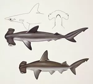 Fishes: Hammer head shark, muraena helena, anguilliformes