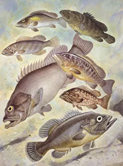 Fishes: Lumpsucker (Cyclopterus lumpus ), illustration Fishes: Lumpsucker (Cyclopterus lumpus ), illustration