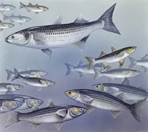 Fishes: Mugilidae (Mullets) Flathead mullet (Mugil cephalus), illustration
