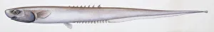 Fishes: Notacanthiformes Notacanthidae, Shortfin spiny eel (Notacanthus bonaparte) Fishes: Notacanthiformes Notacanthidae, Shortfin spiny eel (Notacanthus bonaparte)