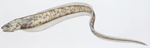 Fishes: Ophidiiformes Carapidae, Pearl fish (Carapus acus ), illustration Fishes: Ophidiiformes Carapidae, Pearl fish (Carapus acus ), illustration