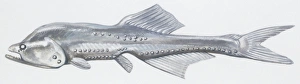 Fishes: Ophidiiformes (cusk eels) Grammonus ater (Oligopus ater, grammonus ater) Fishes: Ophidiiformes (cusk eels) Grammonus ater (Oligopus ater, grammonus ater)
