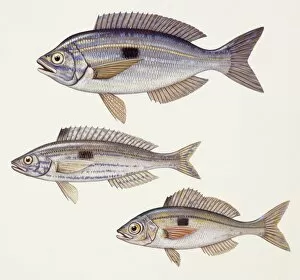 Fishes: Perciformes Centracanthidae - Picarel (Spicara smaris), Curled picarel (Centracanthus cirrus)