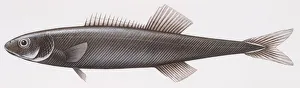 Fishes: Perciformes Tetragonuridae, Smalleye squaretail (Tetragonurus cuvieri) Fishes: Perciformes Tetragonuridae, Smalleye squaretail (Tetragonurus cuvieri)