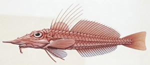 Fishes: Scorpaeniformes Peristediidae, African armoured searobin (Peristedion cataphractum ), illustration
