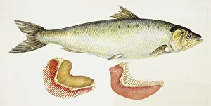 Fishes: Twaite shad (Alosa fallax), illustration Fishes: Twaite shad (Alosa fallax), illustration